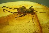 Detailed Fossil Bush Cricket (Tettigonioidea) In Baltic Amber #234469-1